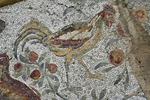 Aviary: Carthage