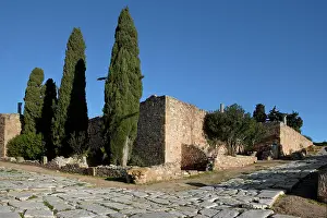Aviary: Carthage