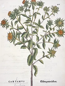 Oilseed: Carthamus tinctorius, safflower