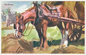 Carthorse: Carthorse