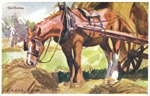 Carthorse: Carthorse in harness eating hay