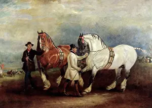 Equines: Carthorses in Show