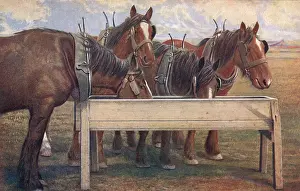 Carthorse: Four carthorses drinking at a trough