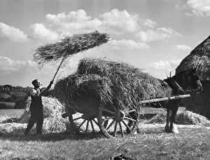 Carting: CARTING STRAW