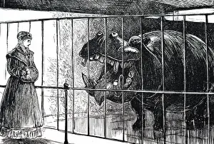Maurier: A cartoon commenting on the arrival of a hippopotamus