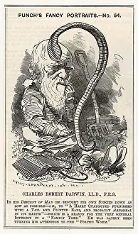 Sambourne: Cartoon portrait, Charles Darwin studying a worm