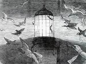 Edison: Cartoon titled Bird Migration