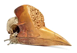 Artefact: Carved Hornbill Skull