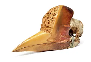 Artefact: Carved Hornbill Skull
