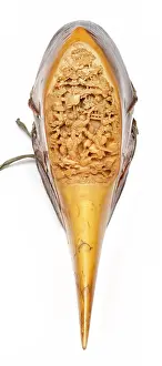 Artefact: Carved Hornbill Skull