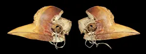 Artefact: Carved Hornbill Skull