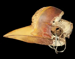 Artefact: Carved Hornbill Skull