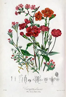 Caryophyllaceae: Caryophyllaceae - Clove Pink