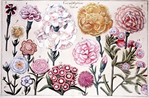 Fiori: Caryophyllum flowers