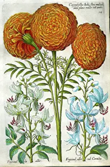 Caryophyllus: Caryophyllus - African Marigolds