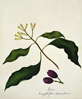 Spice: Caryophyllus aromaticus, clove