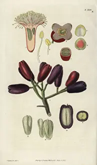 Caryophyllus aromaticus, clove spice flower