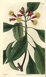 Clove: Caryophyllus aromaticus, clove spice tree in