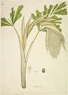 Fishtail: Caryota urens, fishtail palm
