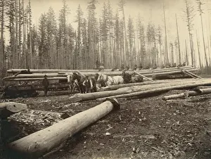 Amounts: In the Cascade Mountains near Seattle, Washington, ?