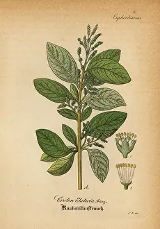 Gewachse: Cascarilla, Croton eluteria
