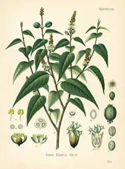Tincture: Cascarilla, Croton eluteria