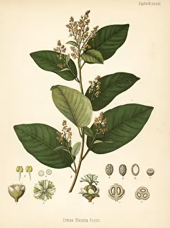 Tincture: Cascarilla, Croton eluteria