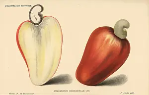 Occidentale: Cashew nut, Anacardium occidentale
