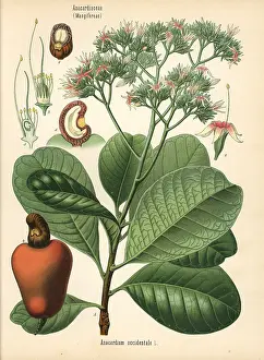 Occidentale: Cashew nut tree, Anacardium occidentale