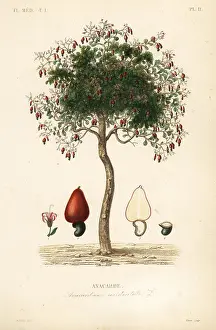 Occidentale: Cashew tree or cashew nut tree, Anacardium occidentale