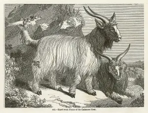 Fiber: CASHMERE GOAT