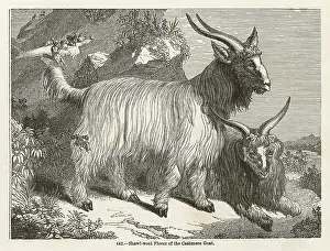 Cashmere: CASHMERE GOAT
