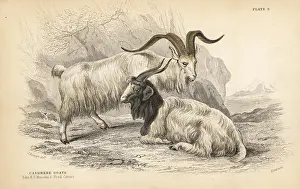 Lanigera: Cashmere goat, Capra hircus lanigera