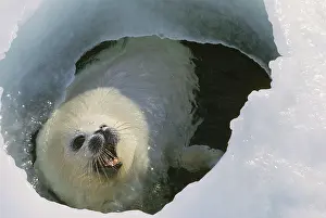 Caspian: Caspian seal, 1976