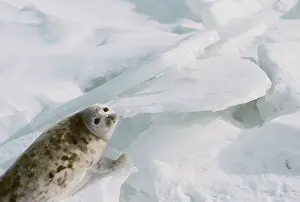 Floe: Caspian seal, 1976