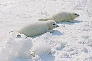 Seals: Caspian seal, 1976