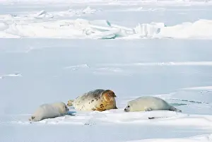Seals: Caspian seal, 1976