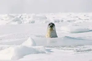 Caspian: Caspian seal, 1976