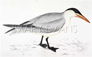 Sterna: CASPIAN TERN (MORRIS)