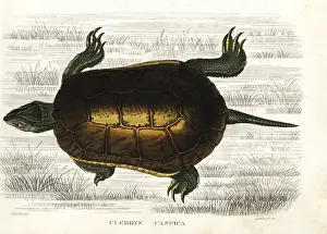 Terrapin: Caspian turtle or striped-neck terrapin, Mauremys caspica