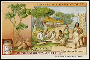 Cultivating: CASSAVA / MANIOC
