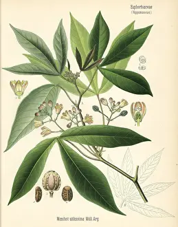 Esculenta: Cassava, manioc or tapioca, Manihot esculenta