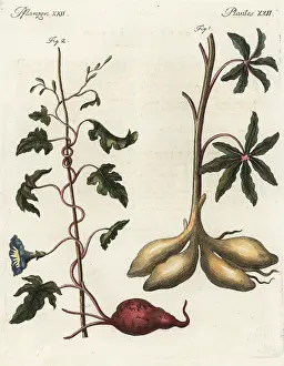 Esculenta: Cassava and sweet potato