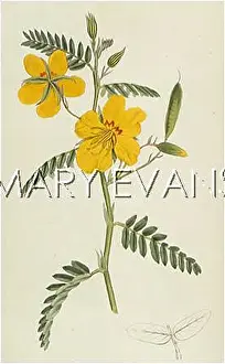 Cassia: CASSIA CHAMAECRISTA