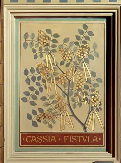Fabidae: Cassia fistula, canafitula