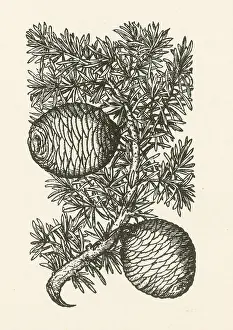 Pods: Cassia Tree, Alchemy Plant