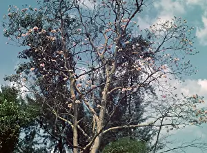 Cassia: Cassia tree - Rangoon