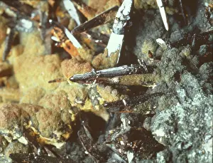 Cassiterite: Cassiterite