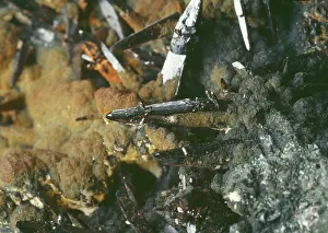 Prism: Cassiterite, sparable tin