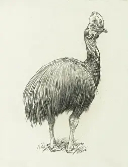 The Raymond Sheppard Collection: Cassowary